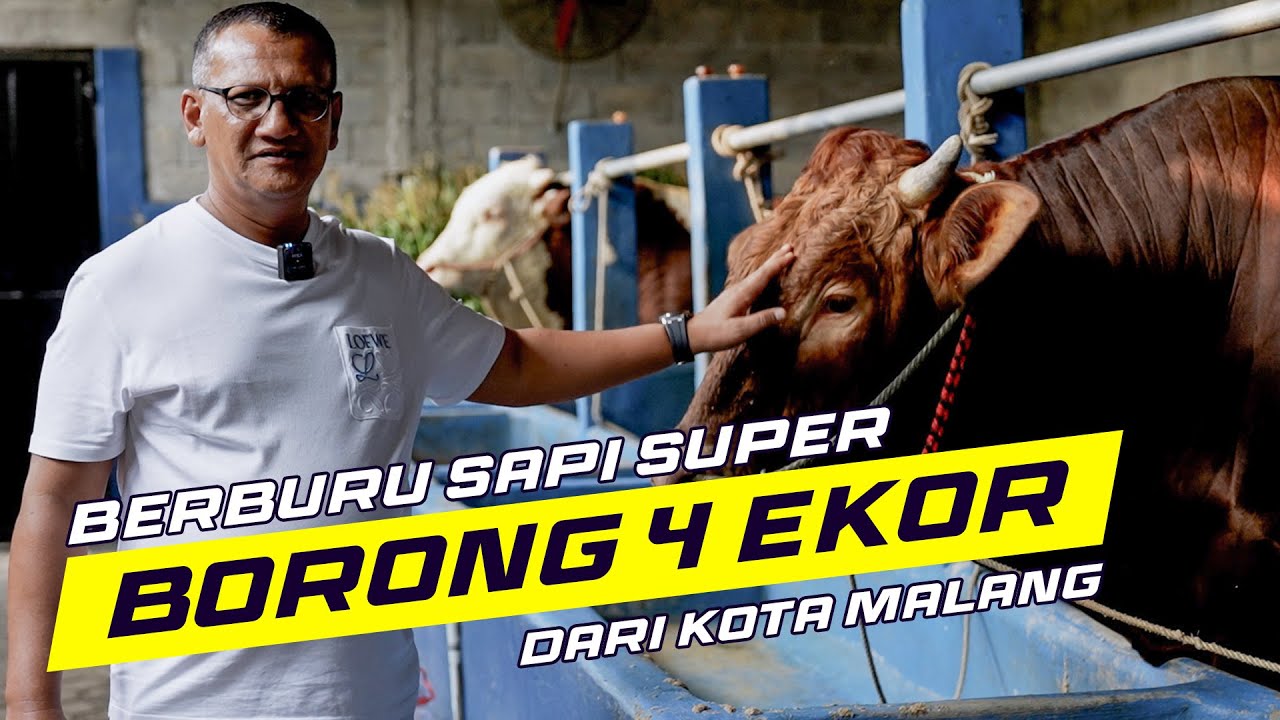 Belanja Sapi Super Di Kota Malang 4 Ekor Langsung di Boyong