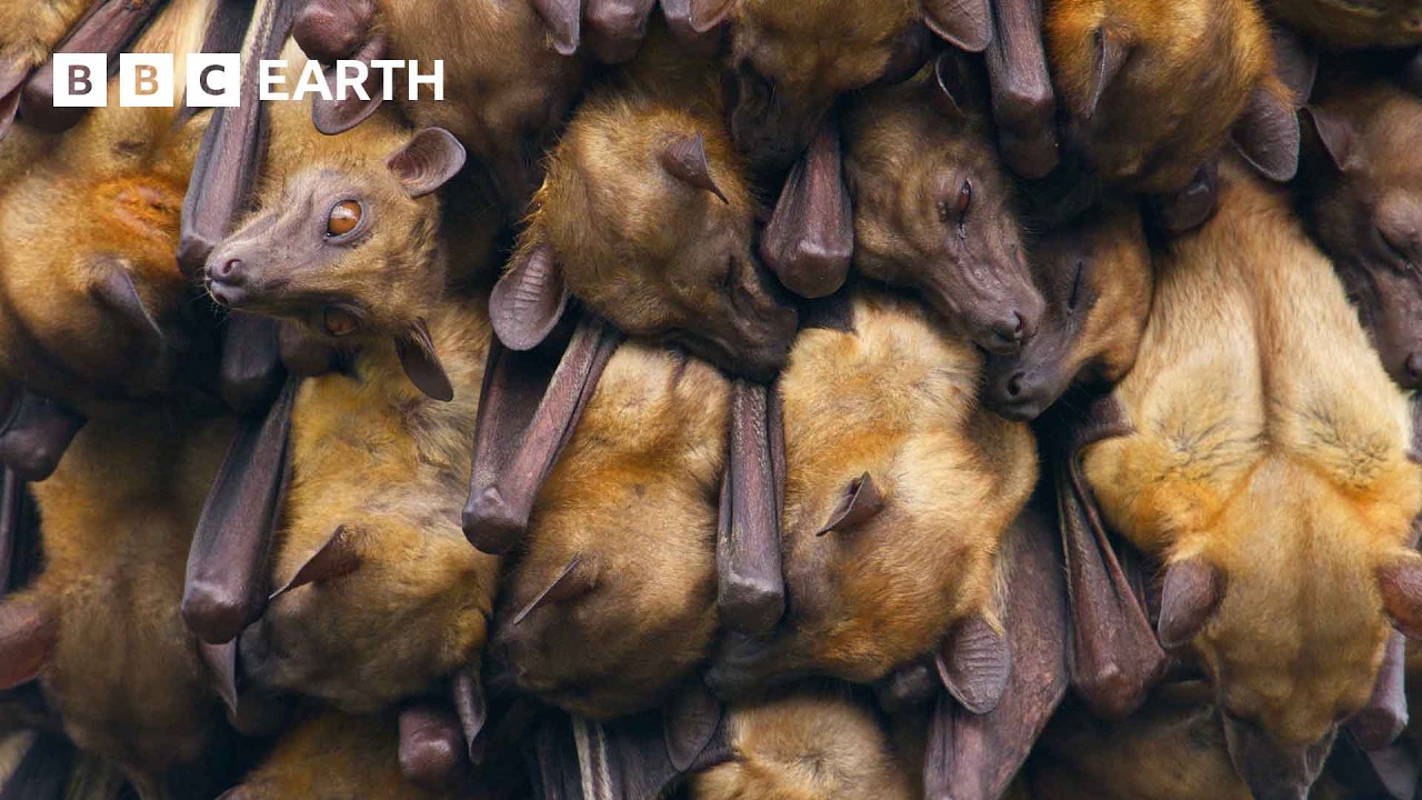 Жизнь на дереве во время съемок летучих мышей | Создание млекопитающих | BBC Earth