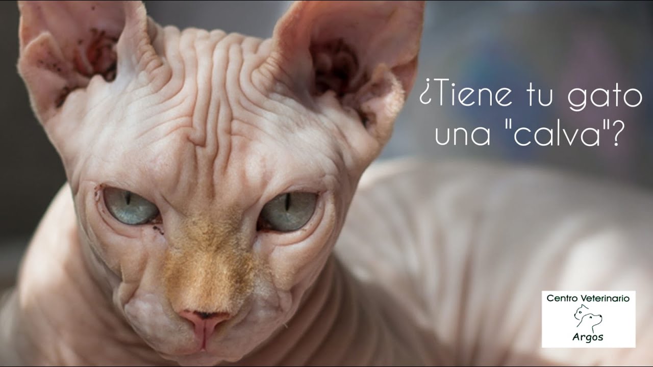¿Tiene tu gato una 