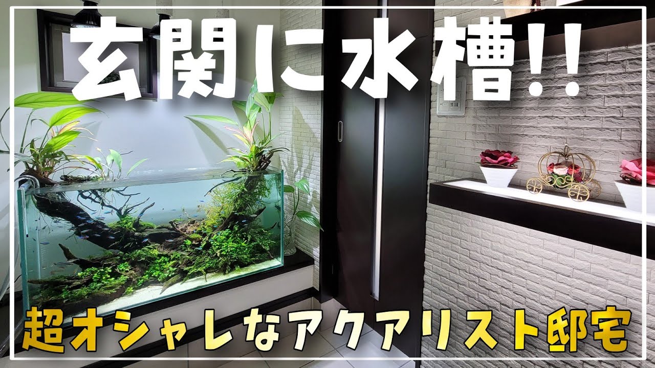 玄関にレイアウト水槽！？美しい水景を作り上げるアクアリスト邸宅に潜入‼　ルームツアー　aquarium　アクアリウム　熱帯魚　水槽　水草　流木