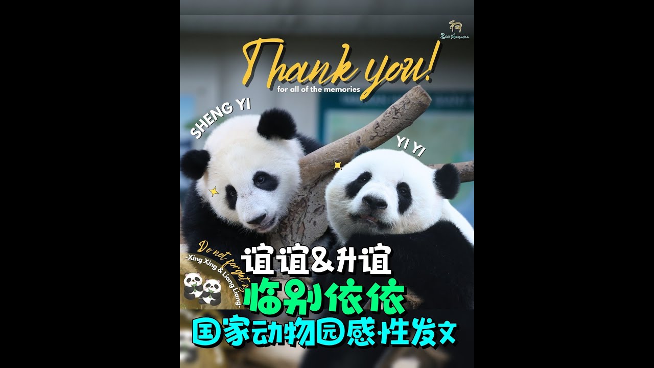 送别谊谊和升谊  国家动物园好不舍！