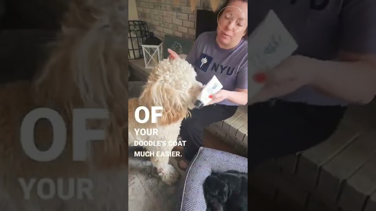 This doodle grooming secret INSTANTLY helps you get rid of mats on your doodle!
