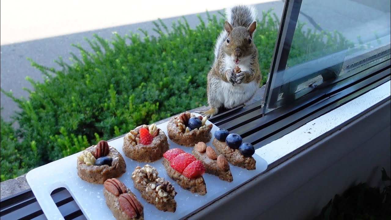 Squirrels' reactions to nut Sushi