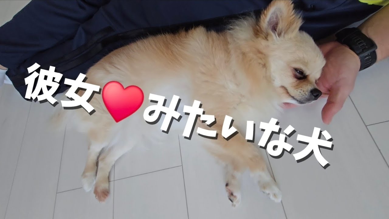 彼女♥️みたいな犬