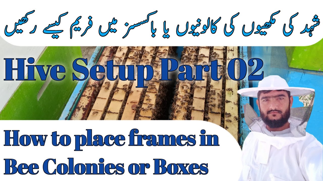Hive Setup Part 02 | How to place frames in Bee Colonies or Boxes | Beekeeping