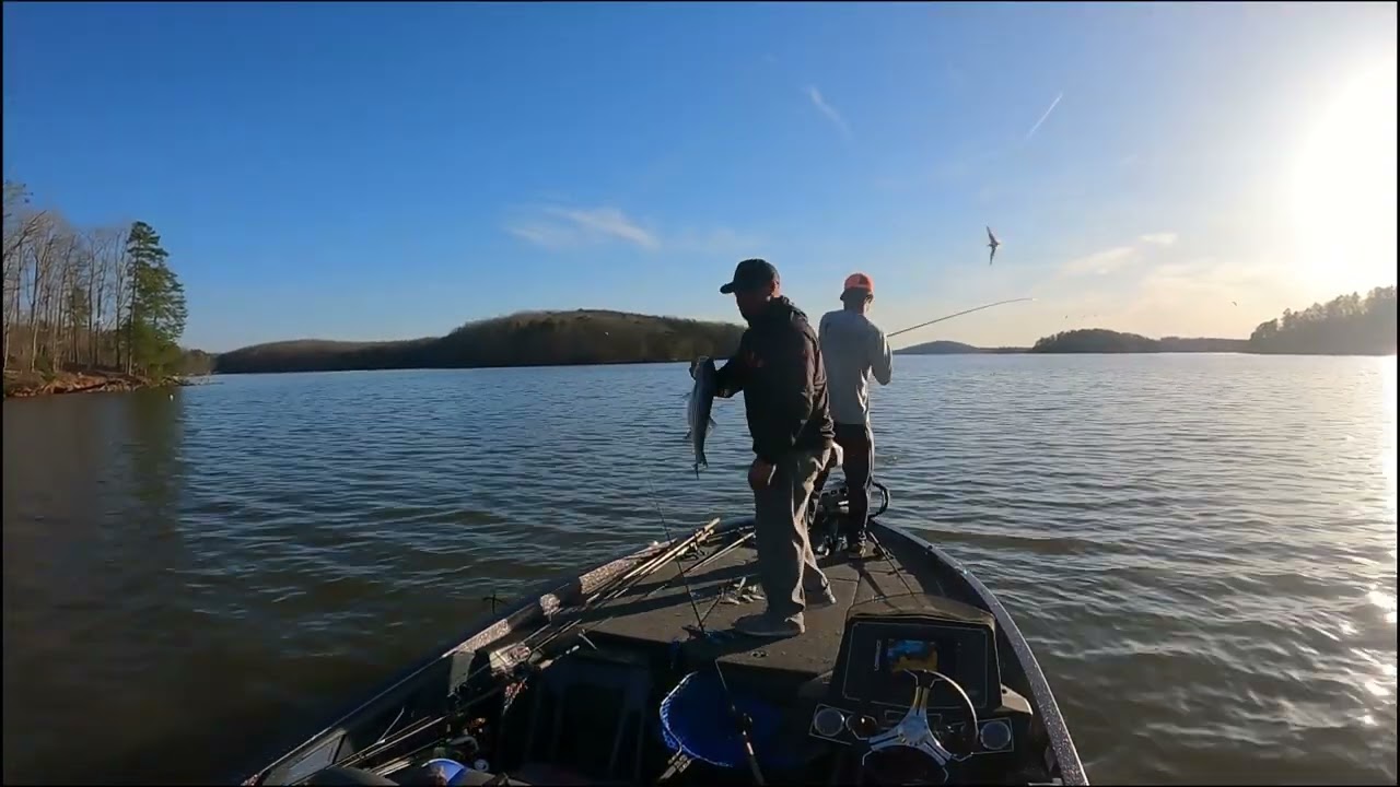 Badin Lake Striper Fishing