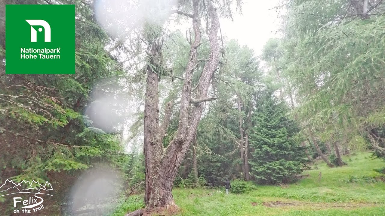 Rundweg Zedlachler Paradies - die ältesten Lärchenbäume Tirols in Matrei