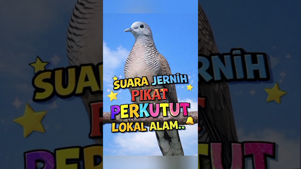 Suara jernih pikat perkutut lokal alam.. #perkutut #pikatperkutut#perkututlokalalam