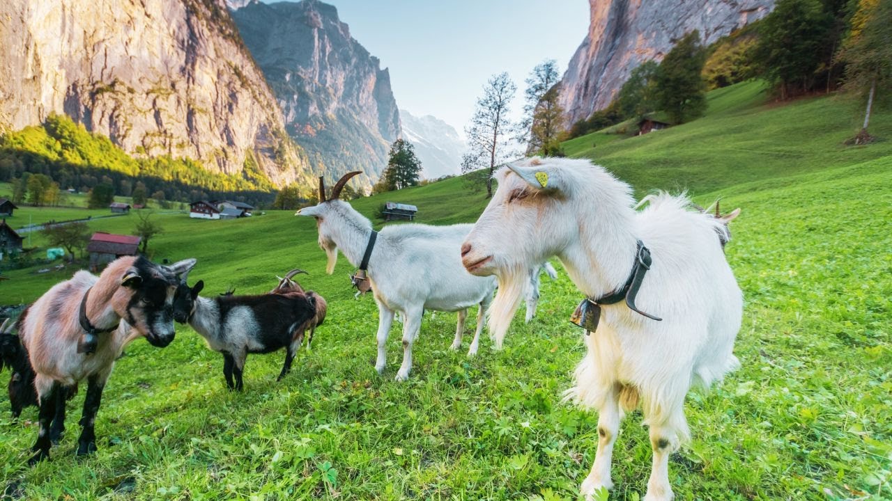 Beautiful scenery in Switzerland | Beautiful VIEWS in Switzerland |  JUNGFRAU Region- Lauterbrunnen