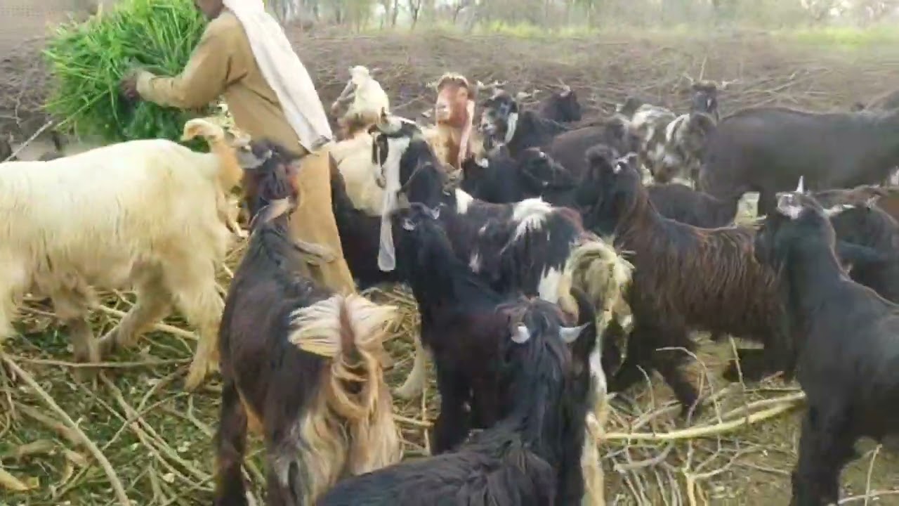 DDP goats breed the markhor // DDP breed goats // Highest milking goats ddp breed