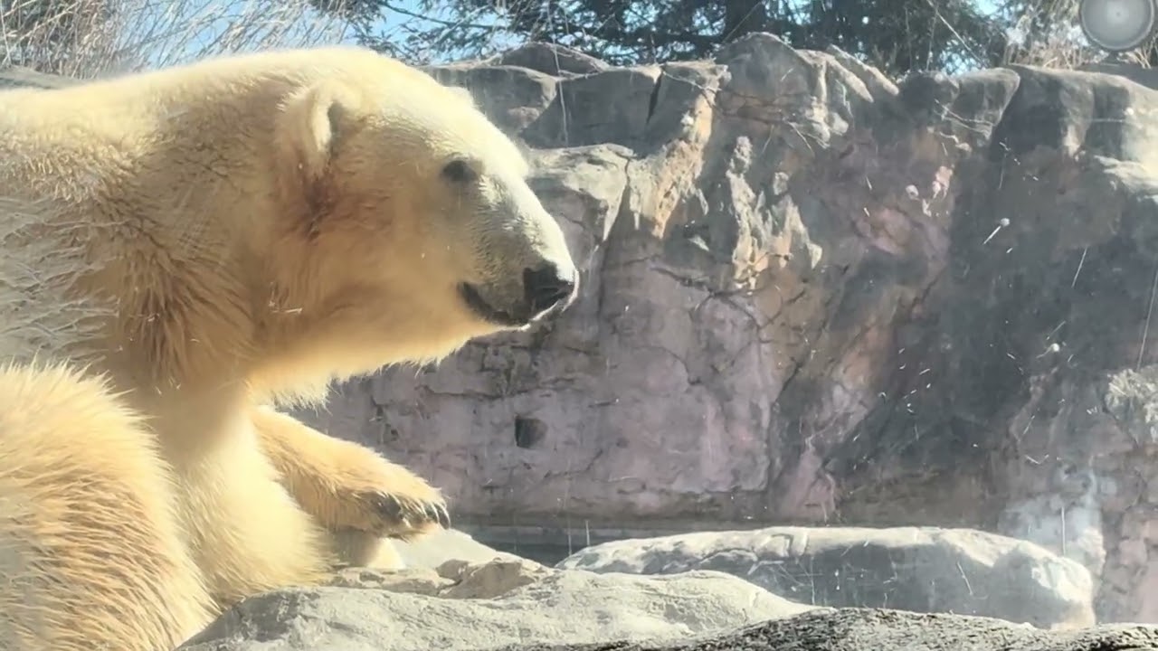 八木山動物公園   ホッキョクグマ   🐻‍❄️うみ 🐻‍❄️そら 🐻‍❄️ポーラ