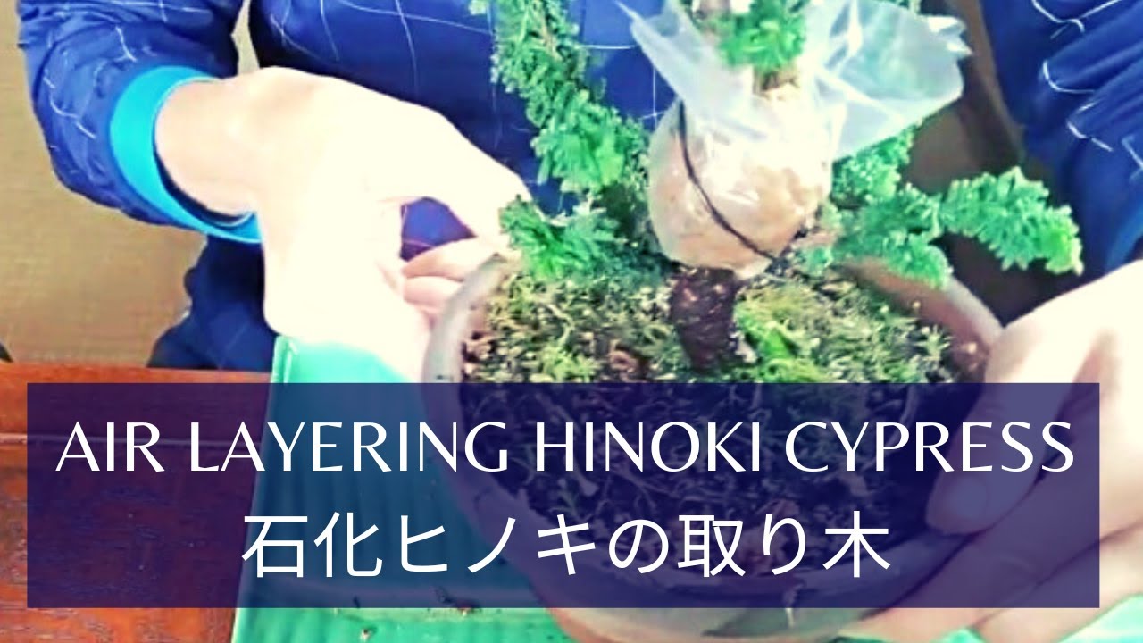 Air Layering Hinoki Cypress 石化檜の取り木