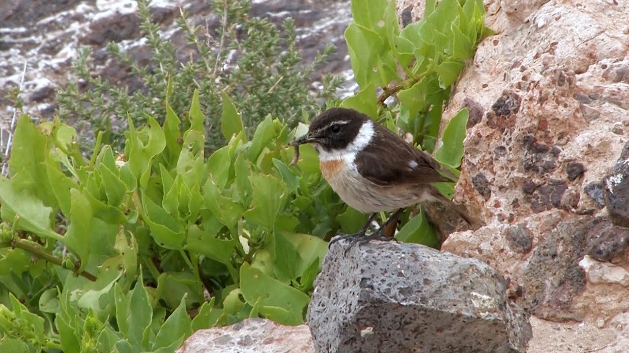 Ornithological trips to Fuerteventura, Canary Islands