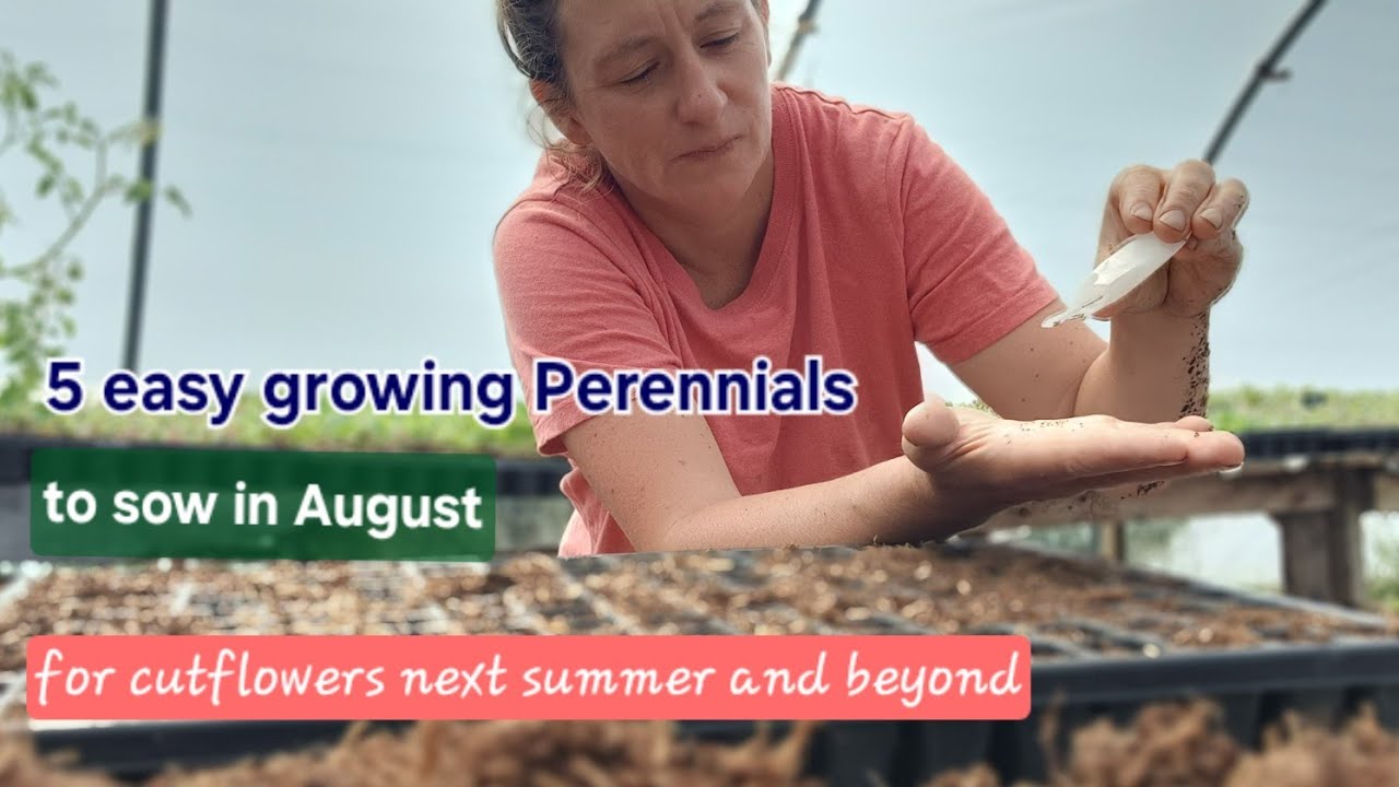 5 Easy growing perennials, to sow in August for cutflowers next summer and beyond