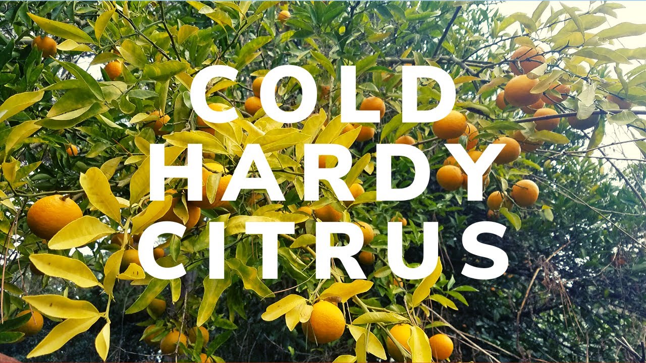 Hardy citrus tasting Jan 2020 including taiwanica, citrumelo x changsha, yuzu x orange x tri + more