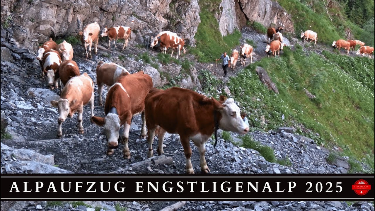 Alpaufzug Engstligenalp 2025 - LuegemolTV