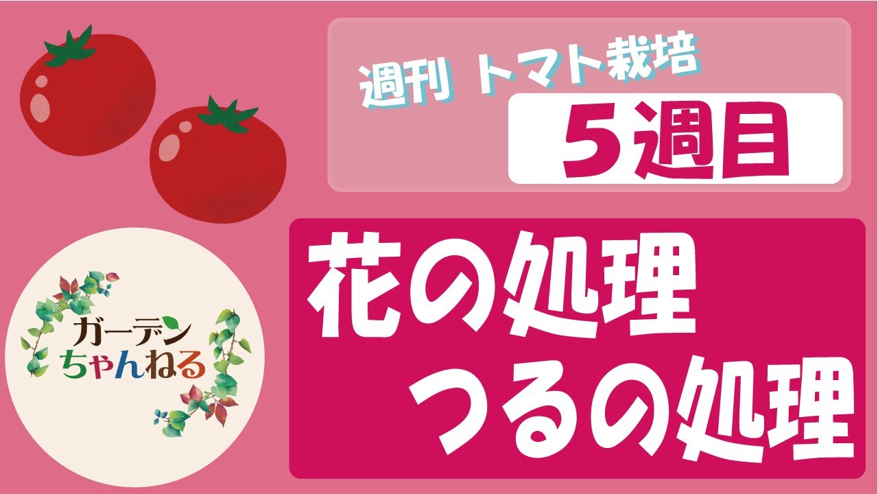 【週刊トマト栽培】花の処理とつるの処理【5週目】