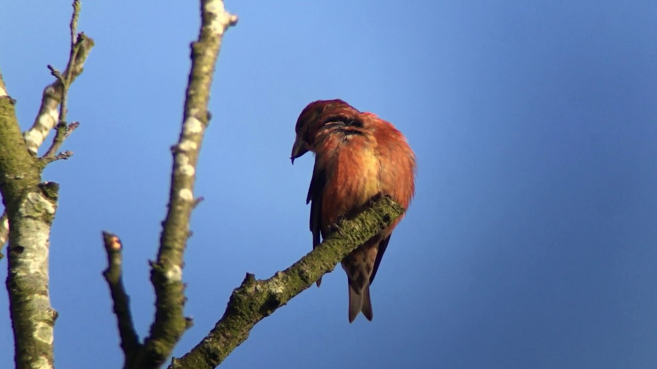Common Crossbill Lynford 8th March 2017