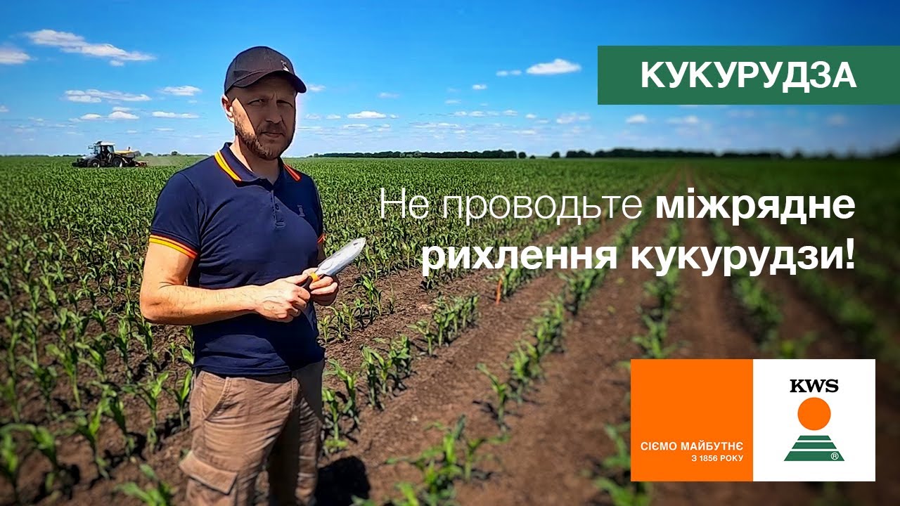 Не проводьте міжрядне рихлення кукурудзи! | ЗАКОНИ ПОЛЯ #6