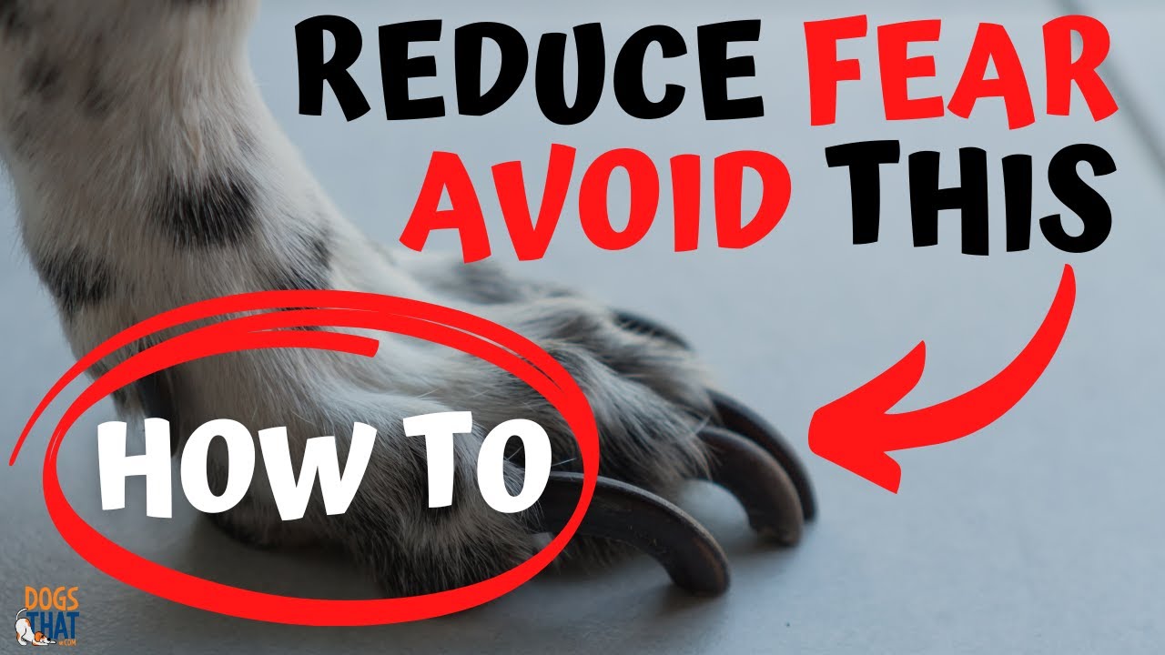 Dog Nail Trimming: Change Fear of Clipping Nails to a Fun Grooming Experience