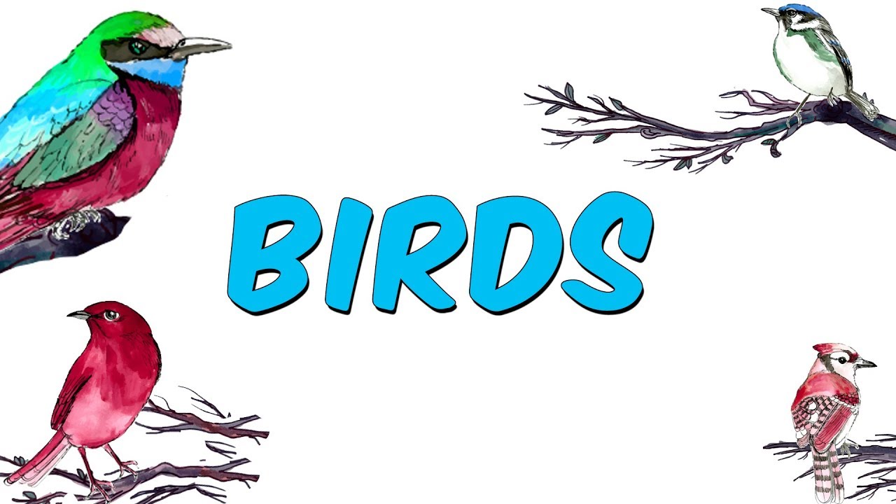 10 dk'da Birds (İngilizce Kuşlar)