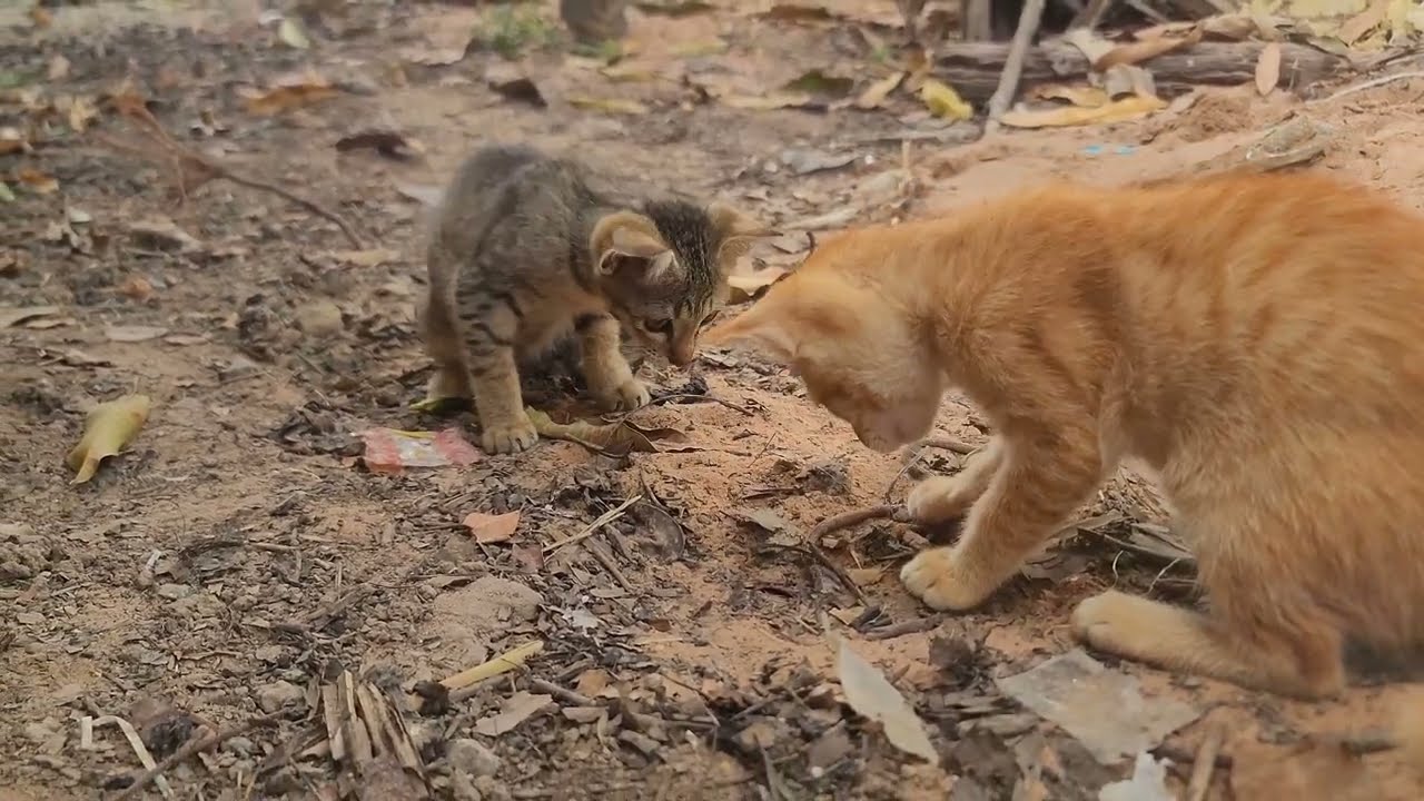 Rescued Small, Growing Strong | A Kitten Rescue Journey | Paw & Hoof Life