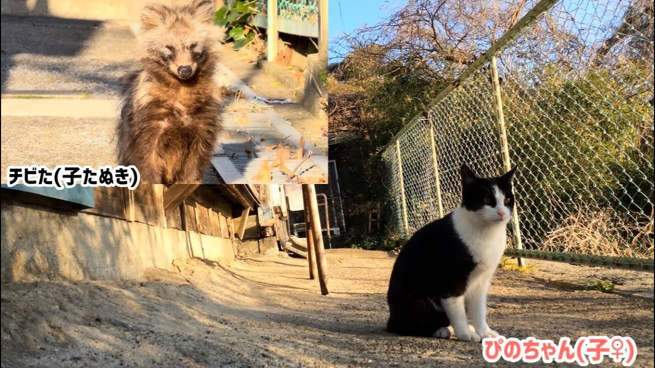 2026.02.13 野良子猫三兄弟のご飯タイムシフト～久しぶりのチビた(子たぬき)が現れた！全メンバー登場回！～(字幕なし)