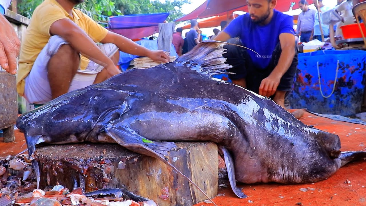 90Kg Weight Testy Bagair Fish Cutting In Bangladesh Fish Market | River Monster Catfish