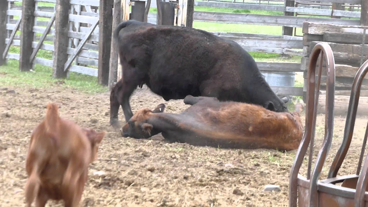 Cow fight