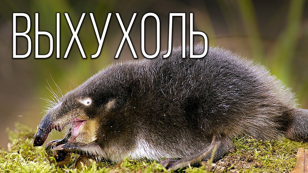 Выхухоль: Диковинный Зверь | Интересные факты про выхухоль
