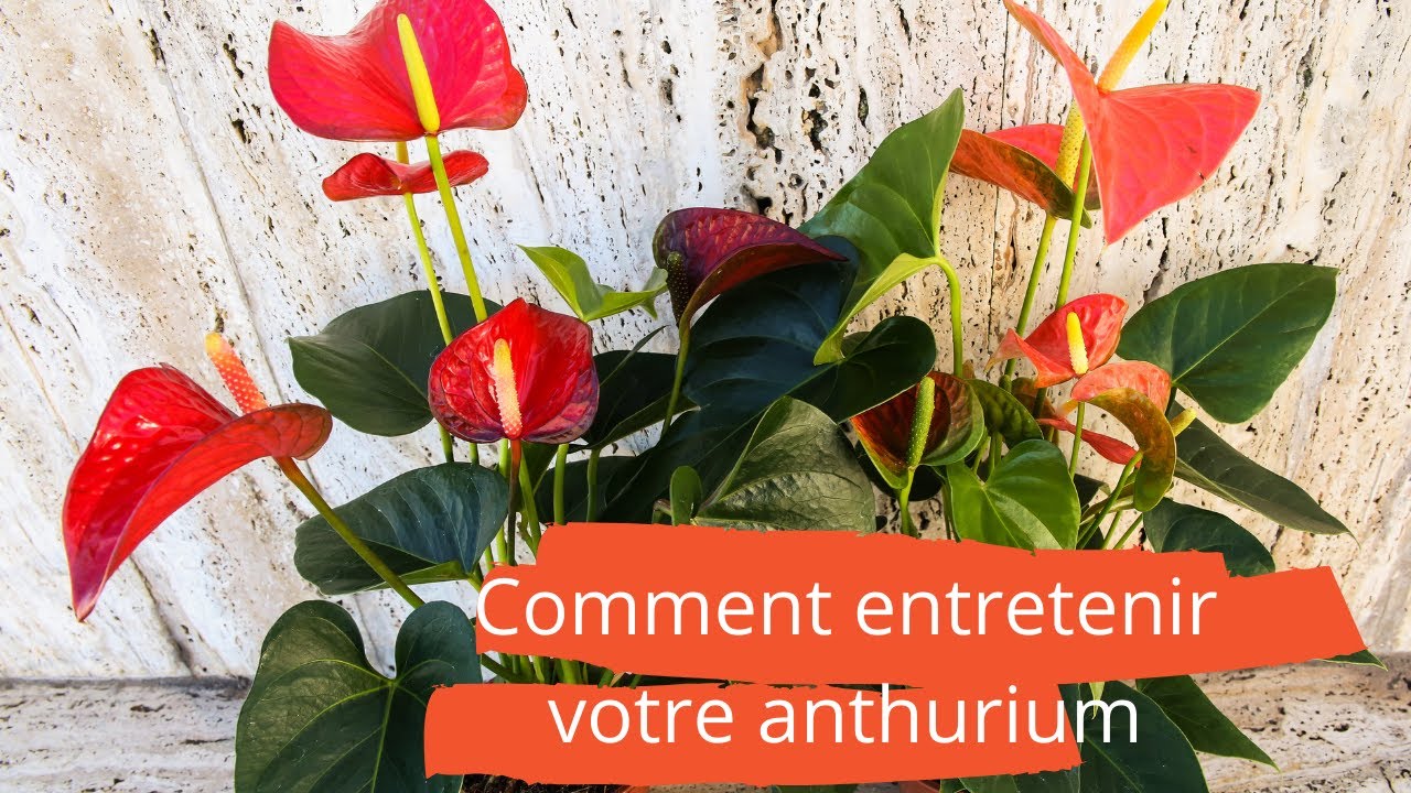 Comment entretenir votre anthurium