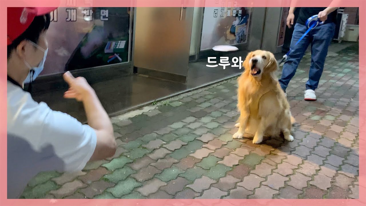 이 개가 고기를 먹는 신박한 방법