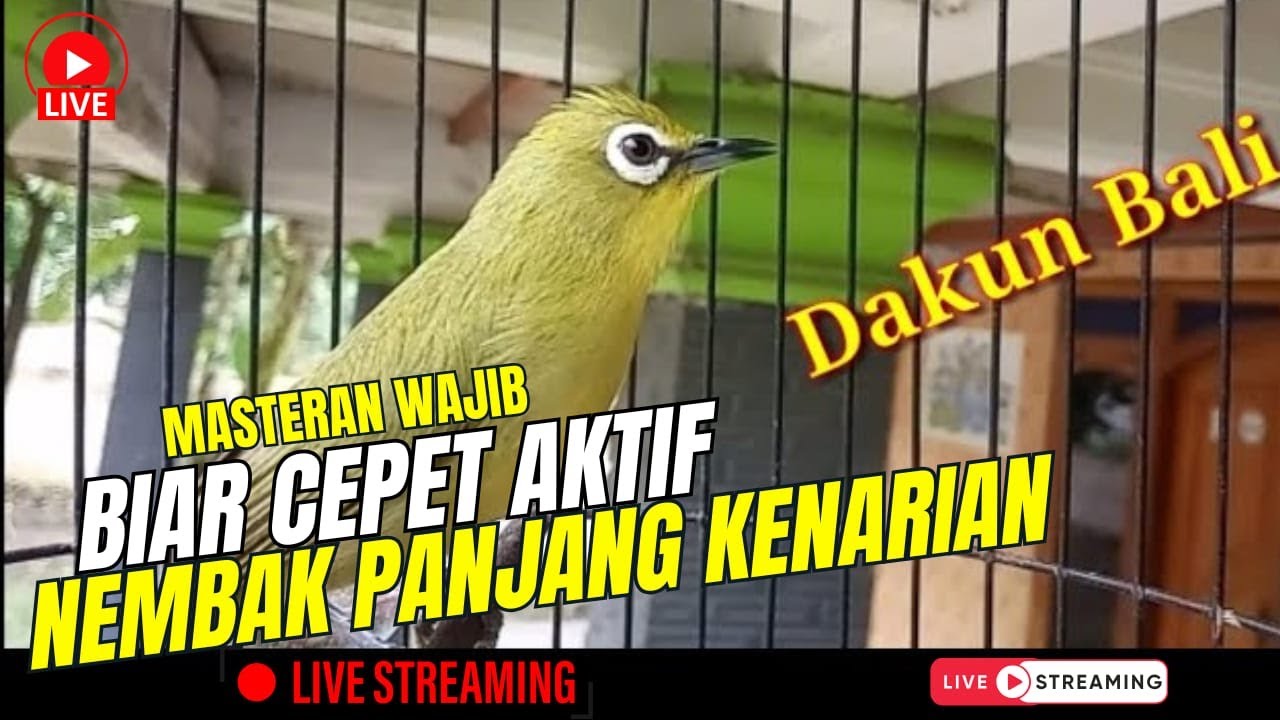 MASTERAN TERBAIK UNTUK KOLONI!! EDISI DAKBAL BALI - NEMBAK PANJANG FULL KENARIAN ZIPERRR