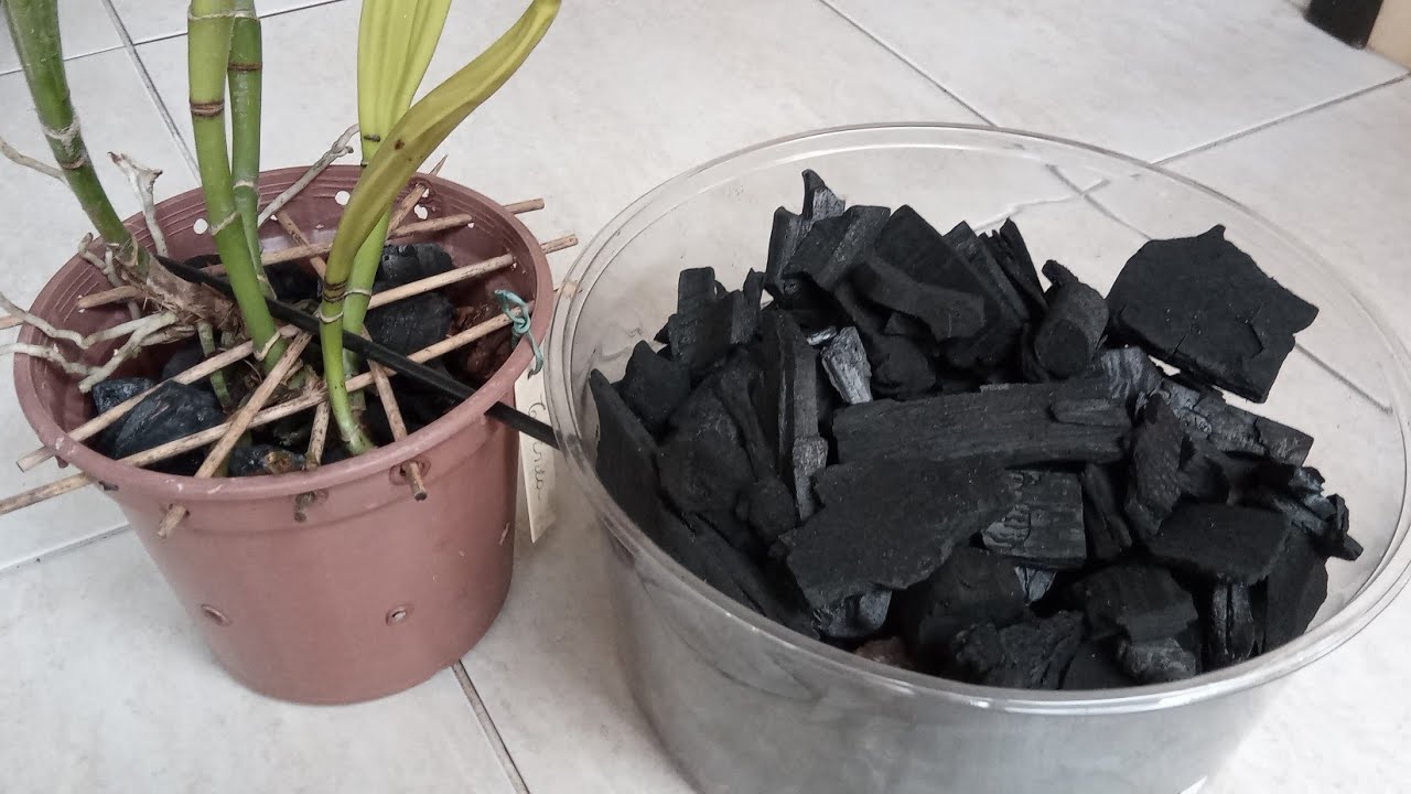 CARVÃO o substrato para um CUlTIVO saudável pra orquídeas @mariavitalina 