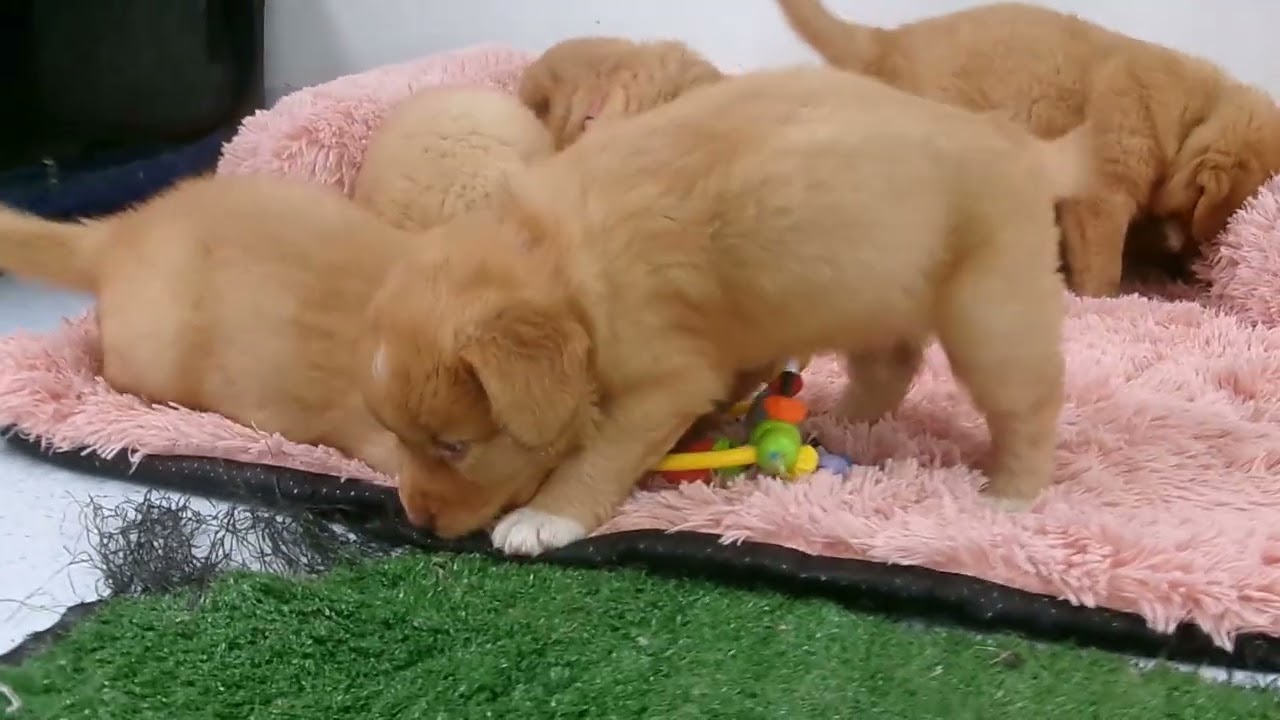 Rosa's 6 week old puppies
