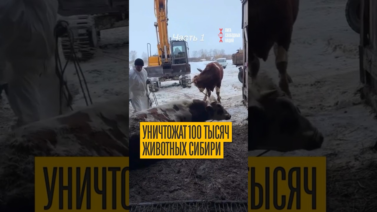 Идет массовое уничтожение скота Сибири! Убыток фермеров уже более 1,5 млрд рублей