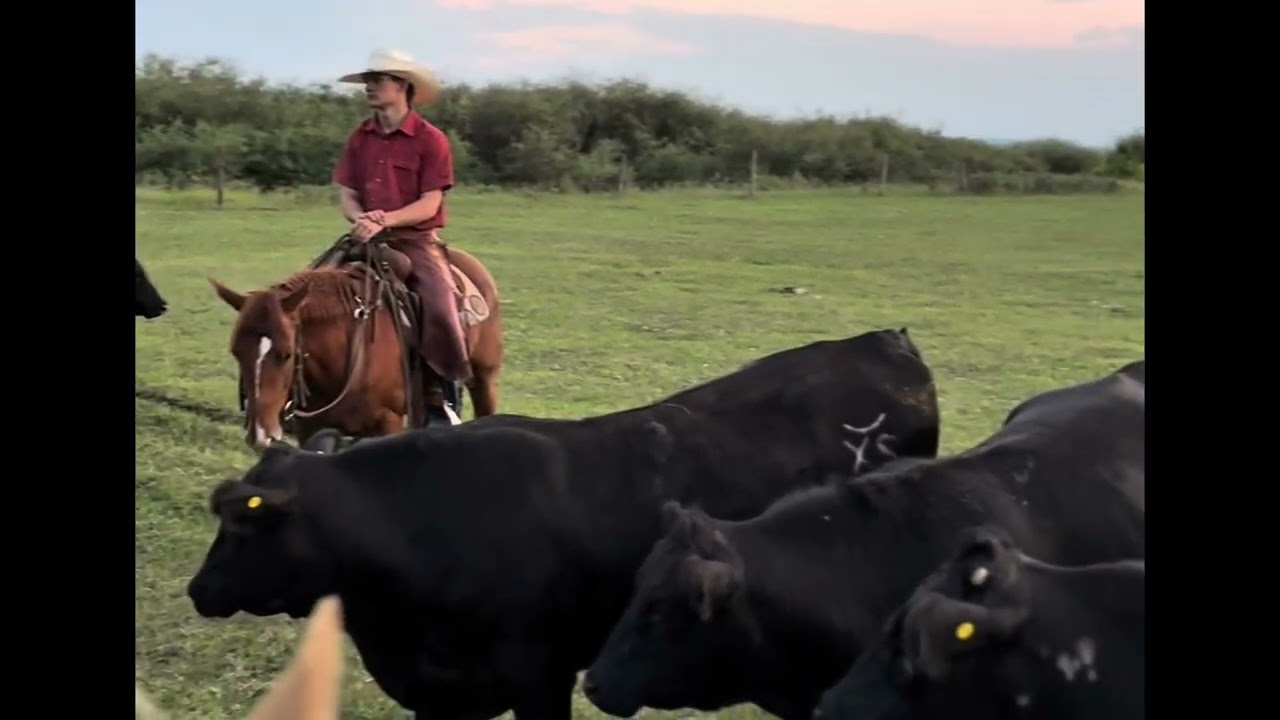 Titos All Around- 2022 ADNAR Gelding