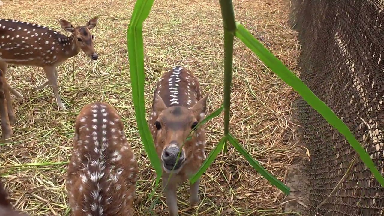 Deer love to eat fresh grass | হরিণের প্রিয় খাবার কাঁচা ঘাস