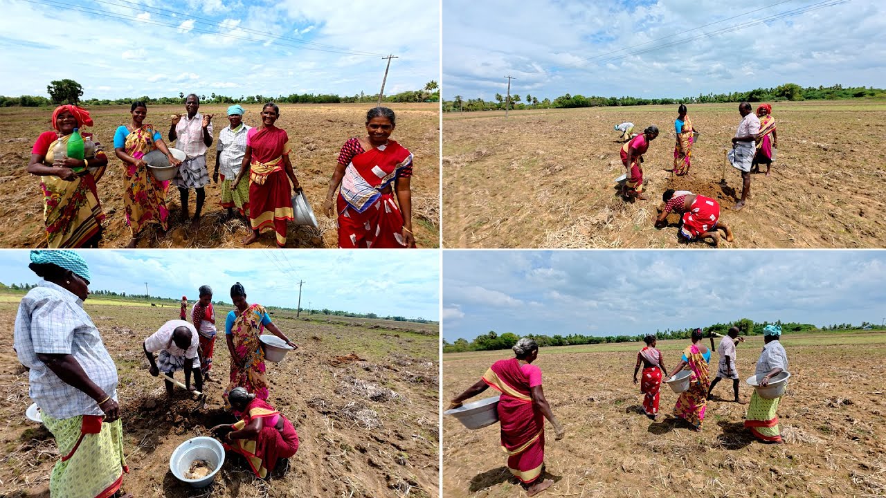 கிராமத்து வயல்காட்டில் குடும்பத்தோடு வயல்நண்டு வேட்டை  உங்கள் கவலையை மறக்க இந்த வீடியோவை பாருங்கள்'