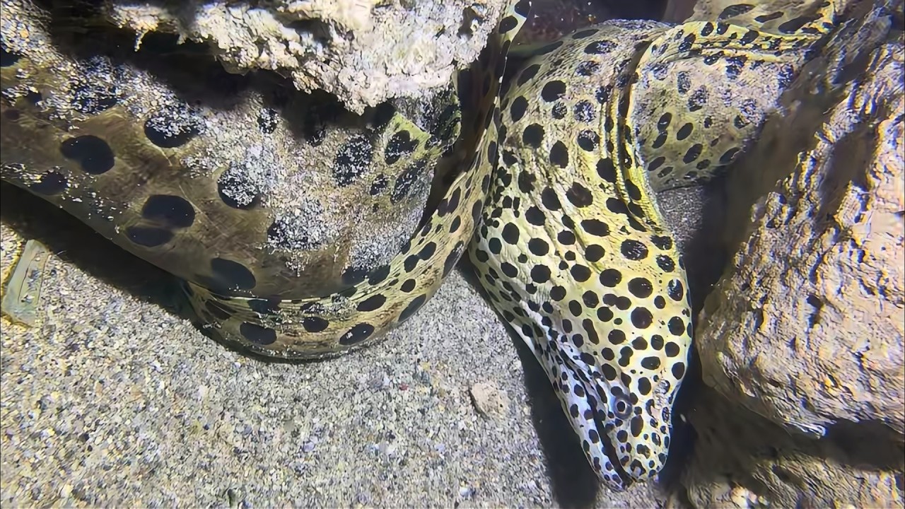 Live Stream 🟢 –Hidden Monster Under the Sea！ #diving #fishing #seafood #shorts