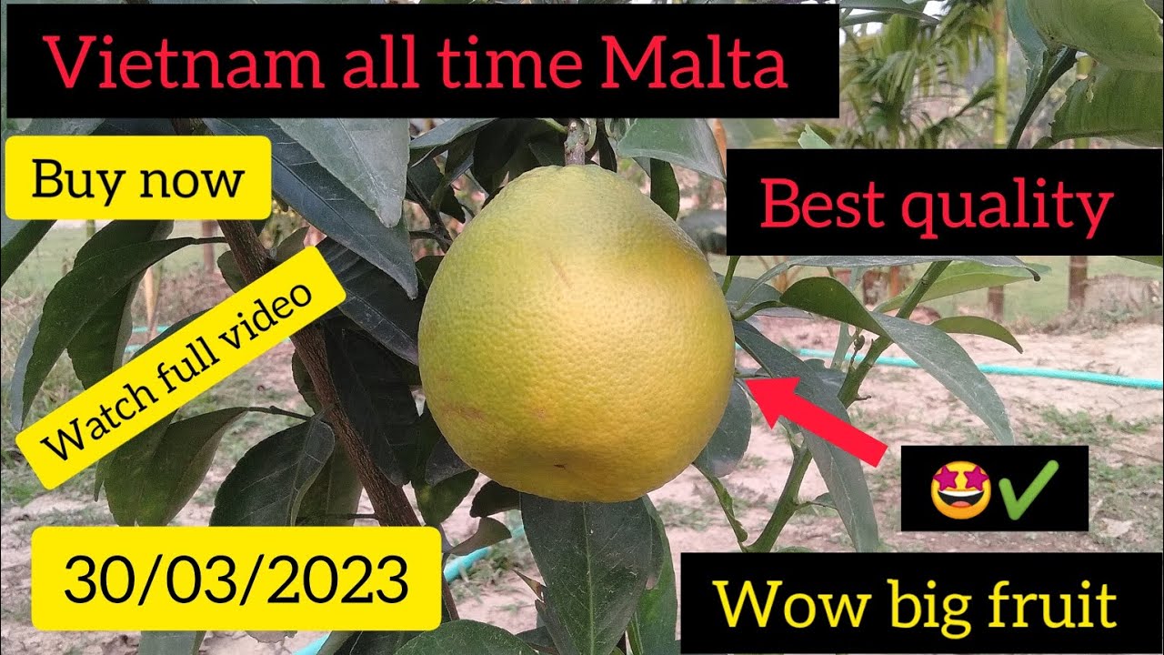 Vietnam all time Malta in Tripura? best quality Malta, kokborok video, Tripura. Commercial?