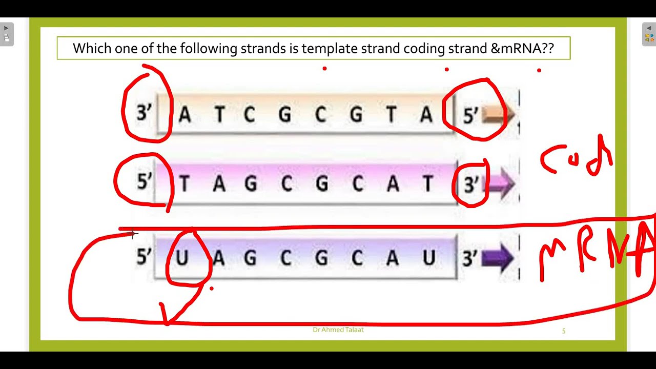 Transcription -Cell biology