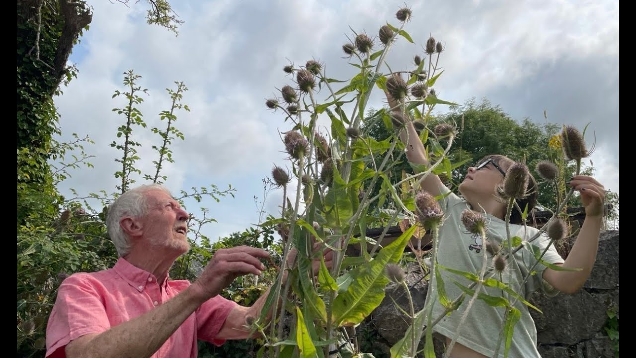 Teasel with John Feehan, Wildflowers of Offaly series