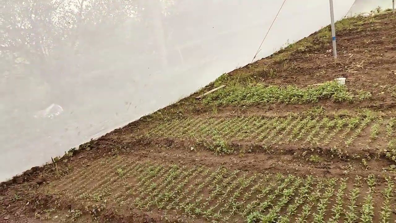 टमाटर मैच बैगन की नर्सरी#long वीडियो # बीके इकोनामिक गोट फार्म 9755004186