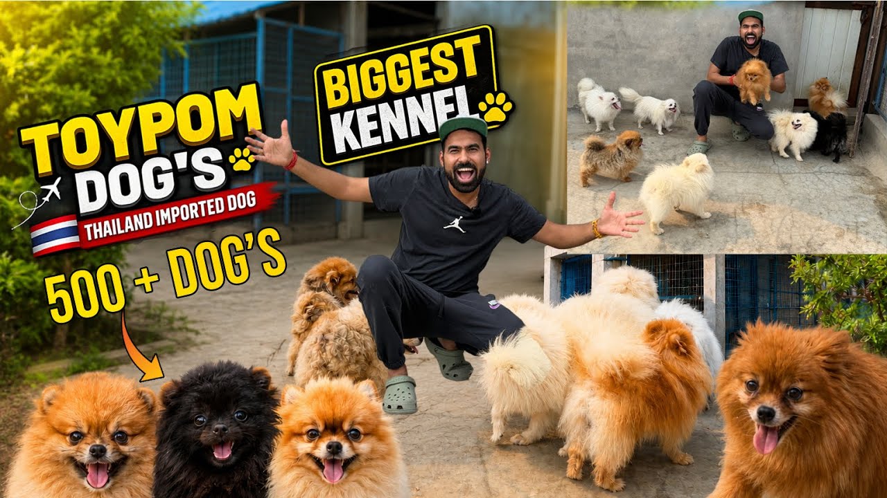Thailand Imported Toy Pom Dog🐶 shop In INDIA 😳- 500+ UNIQUE DOGS✅
