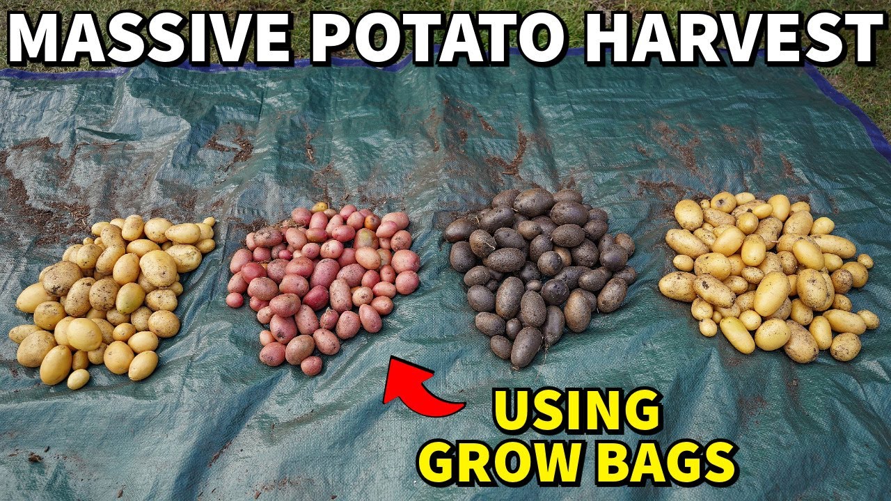 This EASY Fertilizer Routine Produced A MASSIVE POTATO HARVEST!