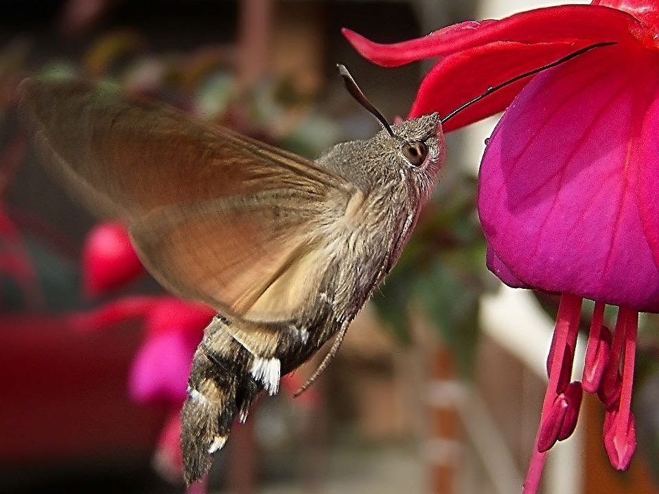 Fruczak gołąbek (Macroglossum stellatarum) - polski koliber