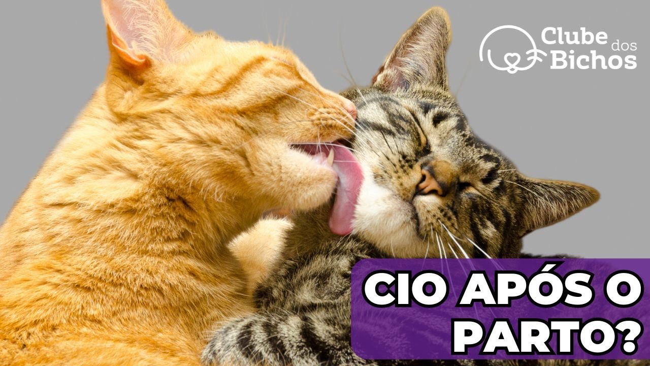 ⚠️ Quanto tempo DEPOIS DO PARTO a GATA ENTRA NO CIO ? 🤔