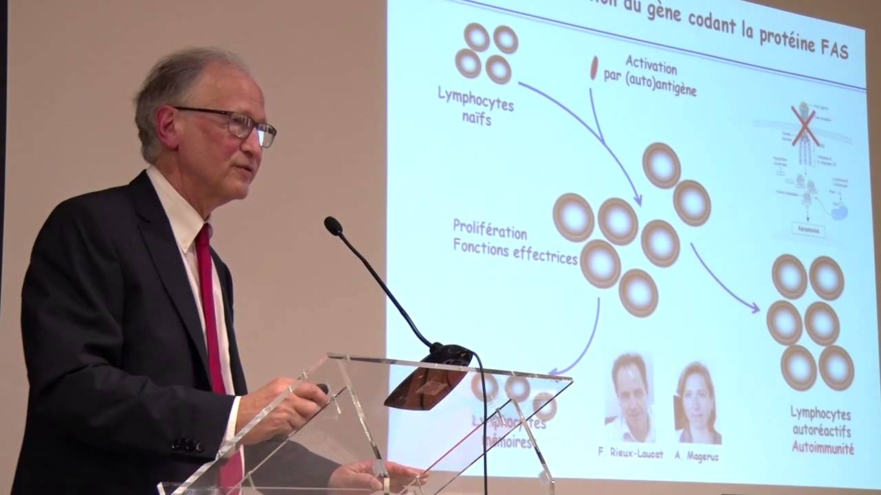 Maladies héréditaires du système immunitaire. Modèles cognitifs et thérapeutiques ?