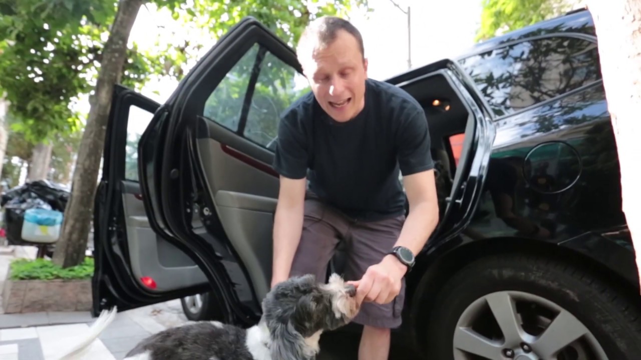 Cães com medo de andar de carro: o que fazer?